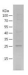    PRDX6 / Recombinant Human PRDX6