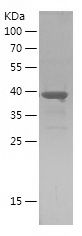    PTMA / Recombinant Human PTMA