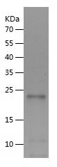 Recombinant hamster IL-6