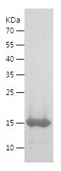 Recombinant chicken Calprotectin