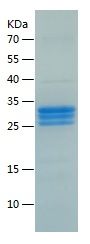 Recombinant Rat C5A