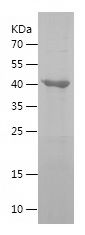    GTPBP3 / Recombinant Human GTPBP3