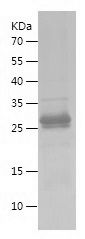 Recombinant rat Hepc