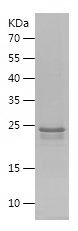    IAPP / Recombinant Human IAPP