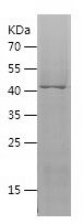    VNN2 / Recombinant Human VNN2