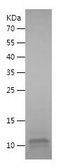    H4C1 / Recombinant Human H4C1