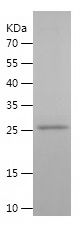    PGD / Recombinant Human PGD