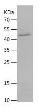    DNASE1 / Recombinant Human DNASE1