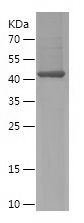    SH3BP4 / Recombinant Human SH3BP4