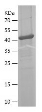    MFGE8 / Recombinant Human MFGE8