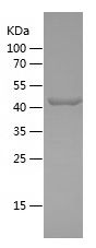    CAF / Recombinant Human CAF