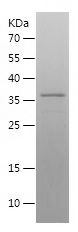    NDNL2 / Recombinant Human NDNL2