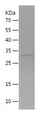    PAX5 / Recombinant Human PAX5