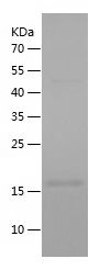    Casp8 / Recombinant Human Casp8