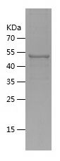    GORASP1 / Recombinant Human GORASP1