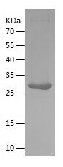 Recombinant rat GAL3