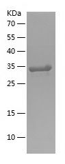    APPL2 / Recombinant Human APPL2