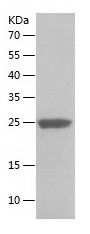    ELN / Recombinant Human ELN