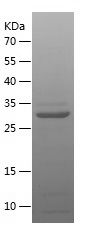 Recombinant rat HIF1a