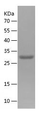    TNS3 / Recombinant Human TNS3