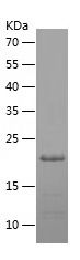 Recombinant Chicken IL-1b