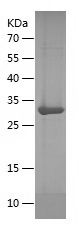    TLE1 / Recombinant Human TLE1