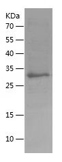 Recombinant Mouse Hepc