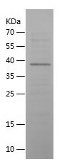    VIP / Recombinant Human VIP