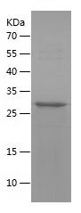    HGF-1 / Recombinant Human HGF-1