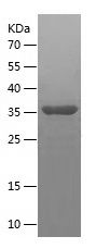    CDK2AP2 / Recombinant Human CDK2AP2