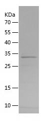   PXDN / Recombinant Human PXDN