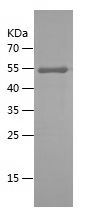 Recombinant Mouse GPT