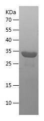    IL-16 / Recombinant Human IL-16