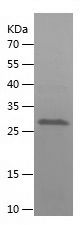 Recombinant Mouse casp3