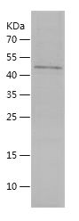 Recombinant Chicken HGF