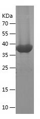    IL-18 / Recombinant Human IL-18