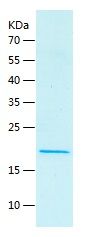    FGF10 / Recombinant Human FGF10