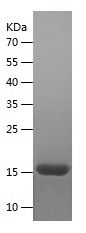    FGF1 / Recombinant Human FGF1