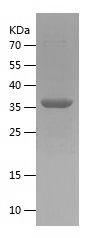    C4A / Recombinant Human C4A