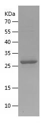    BAIAP3 / Recombinant Human BAIAP3