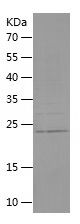    FGF8 / Recombinant Human FGF8