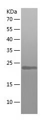    ARF6 / Recombinant Human ARF6