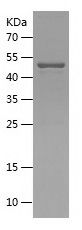    CD208 / Recombinant Human CD208