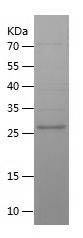    MAO-C / Recombinant Human MAO-C