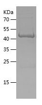    ODF3 / Recombinant Human ODF3