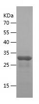    PLAC8 / Recombinant Human PLAC8