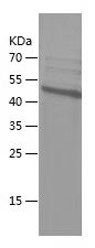    PER2 / Recombinant Human PER2