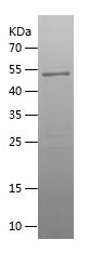    Raftlin-2 / Recombinant Human Raftlin-2