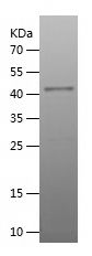    CD107b / Recombinant Human CD107b