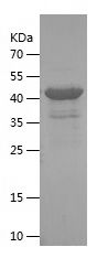    PIBF / Recombinant Human PIBF